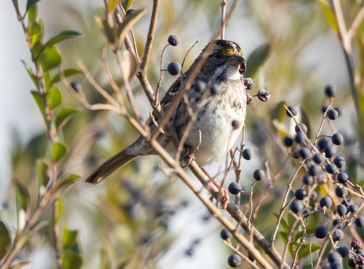 ノドジロシトド - ML646859828