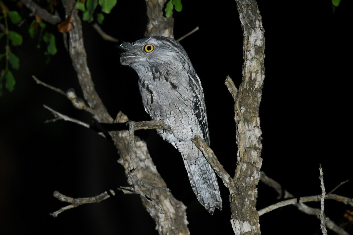 Podargo Australiano - ML646859829