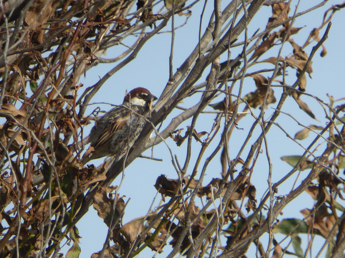 Weidensperling - ML646859830