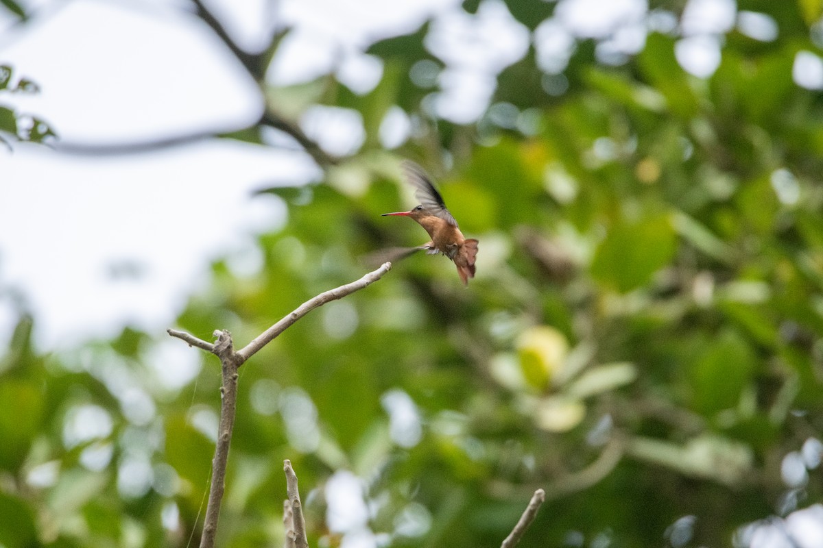 Рыжая амазилия - ML646859832