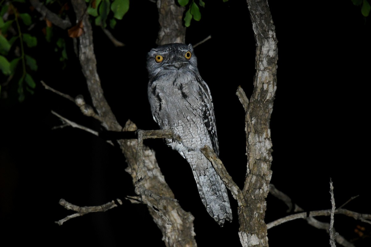 Podargo Australiano - ML646859833