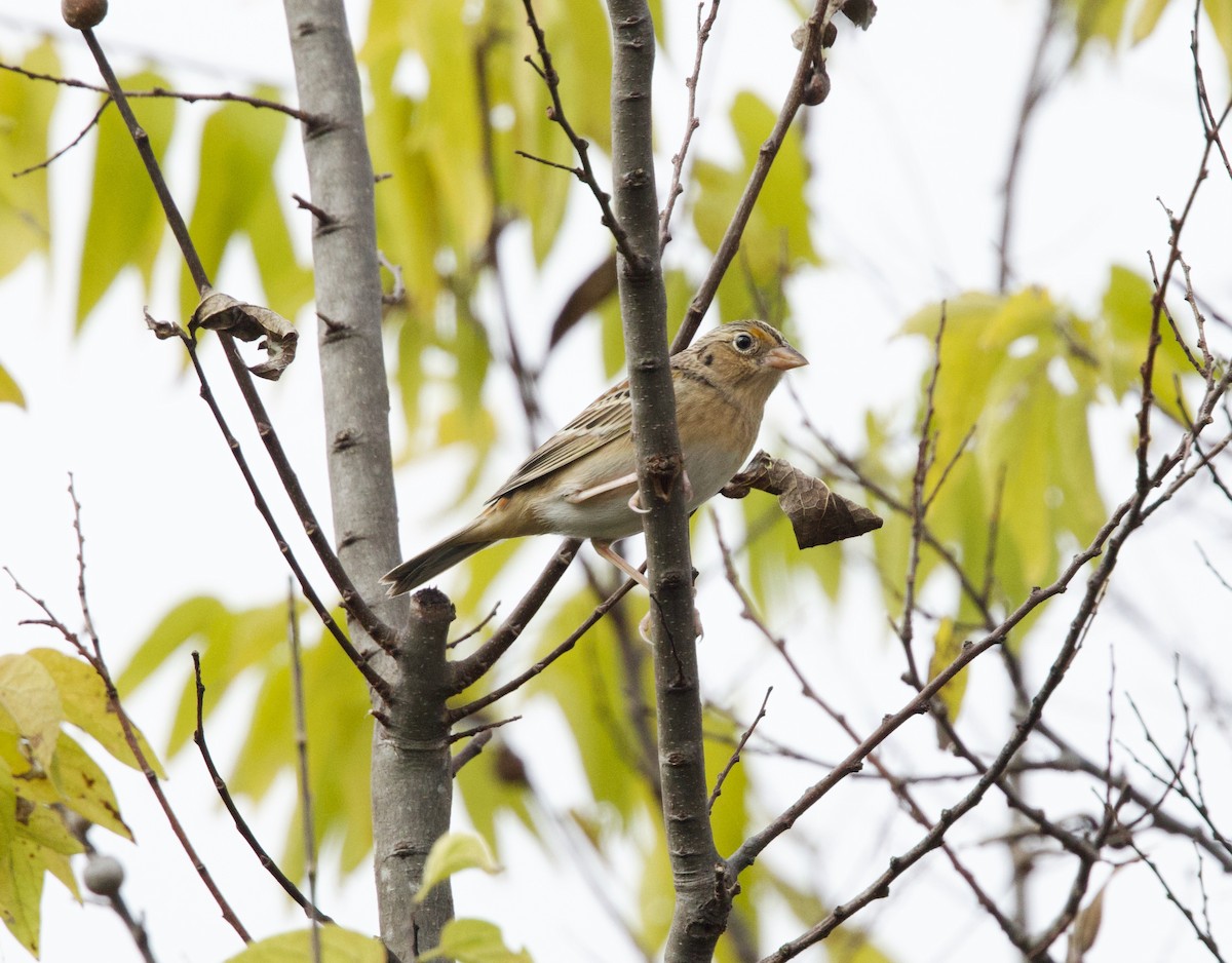Grasshopper Sparrow - ML646859834