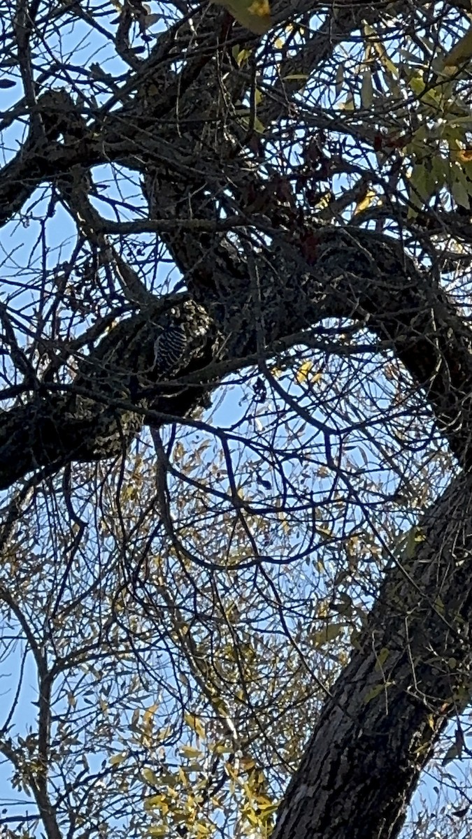 Nuttall's Woodpecker - ML646859835