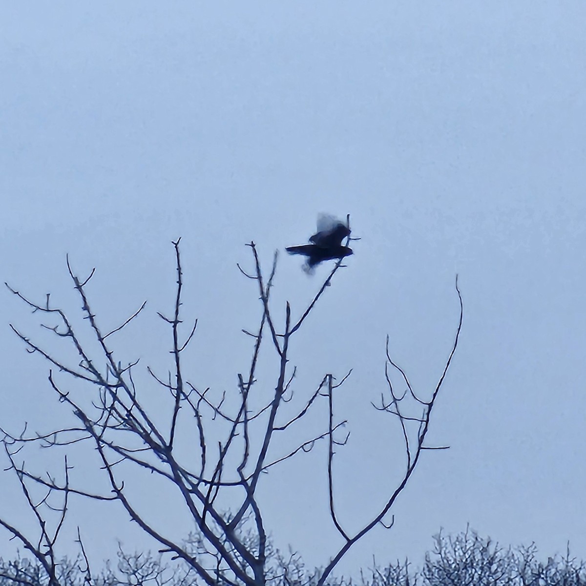 ケアシノスリ - ML646859836