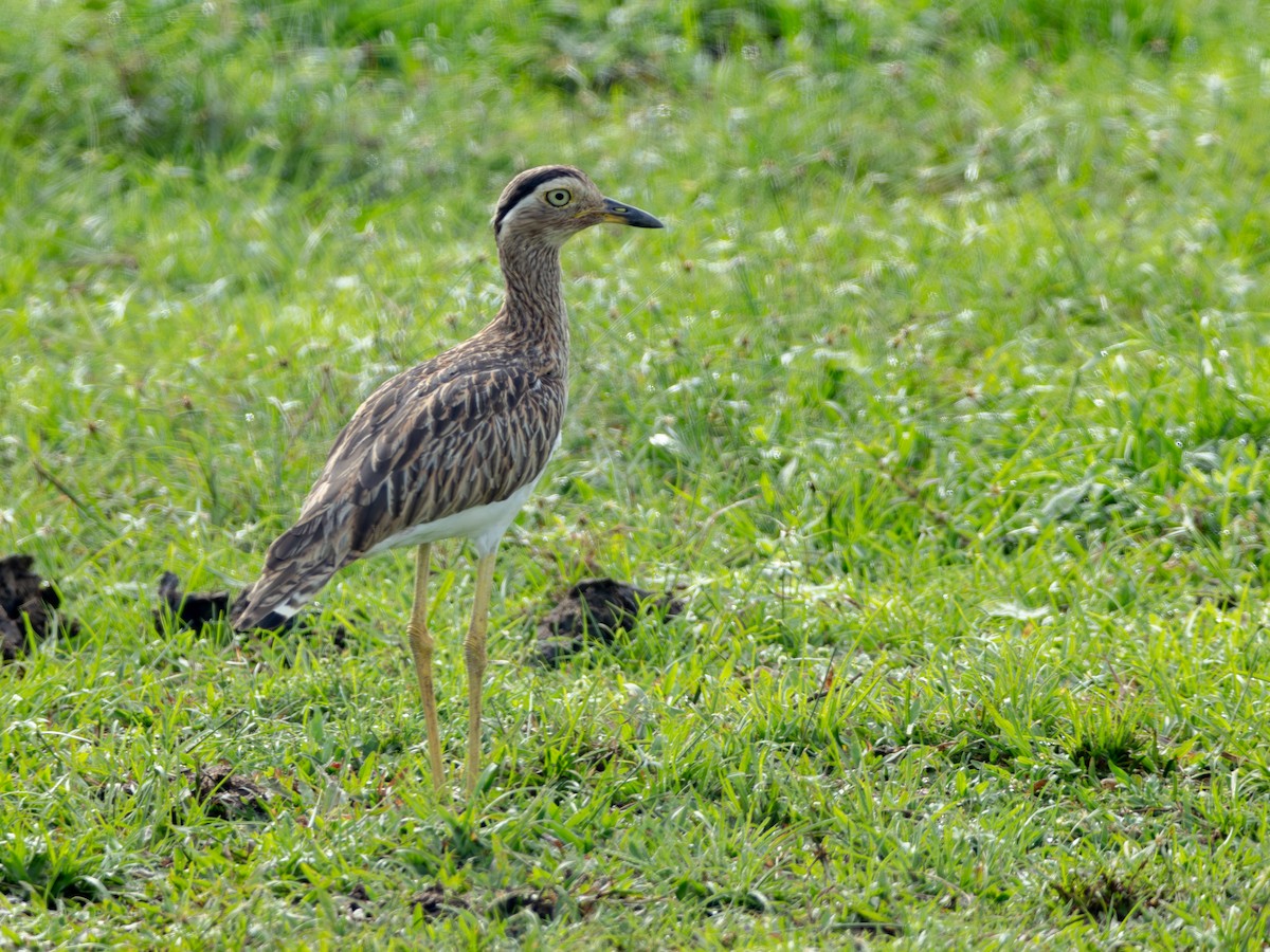 Kaşlı Kocagöz - ML646859837