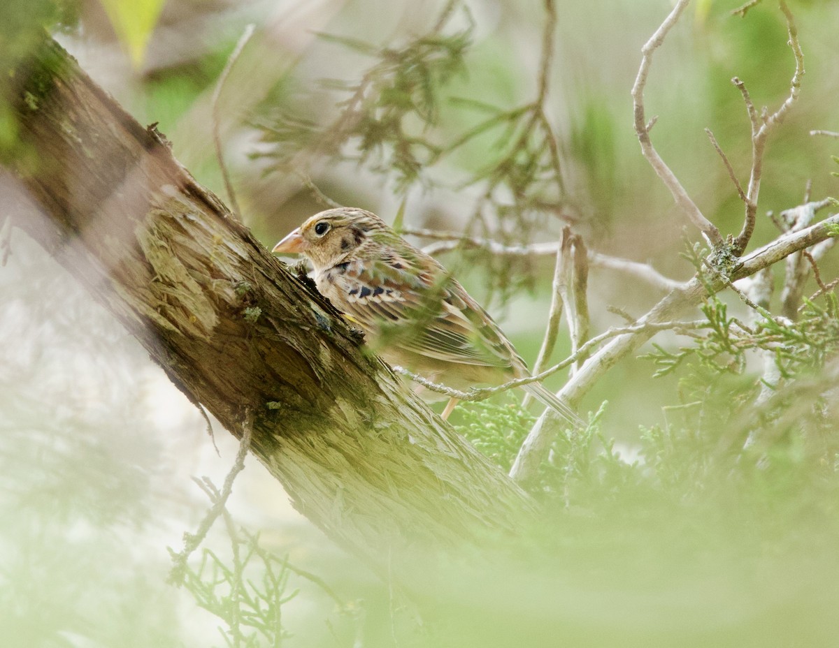Grasshopper Sparrow - ML646859838