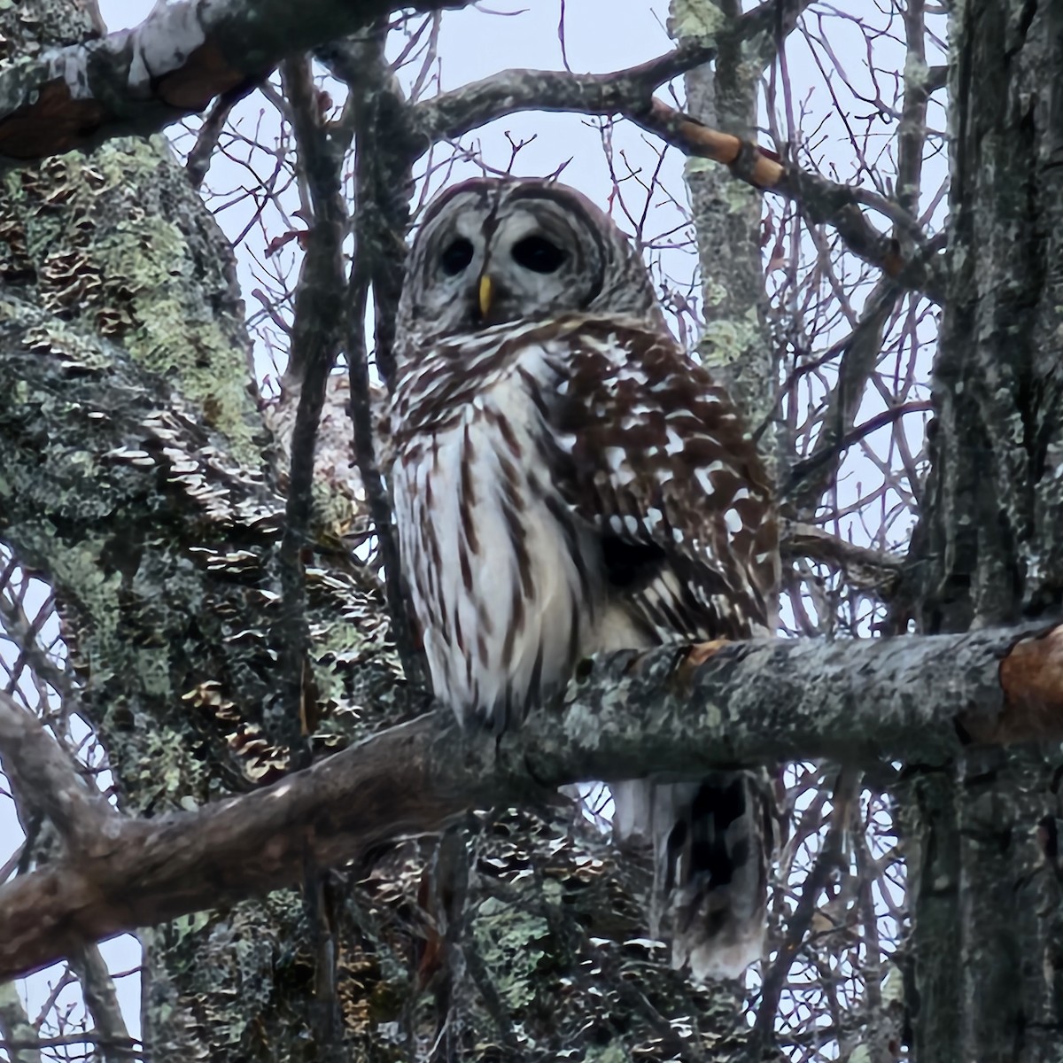 アメリカフクロウ - ML646859839