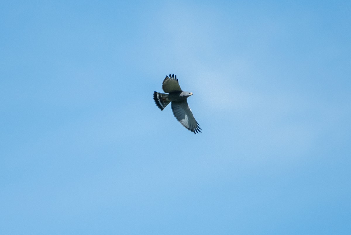 Серый канюк - ML646859840