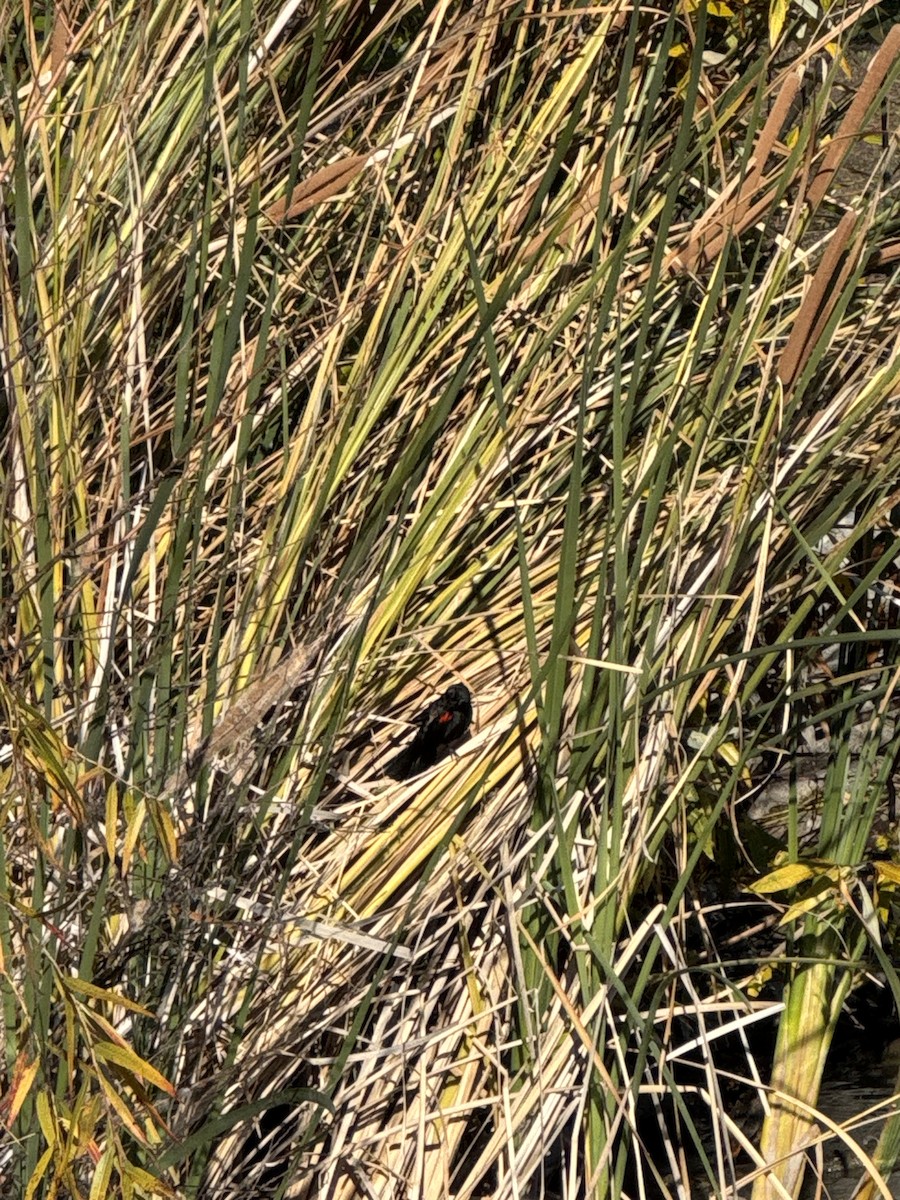 Red-winged Blackbird - ML646859841