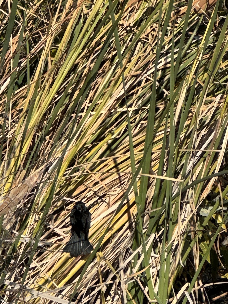 Red-winged Blackbird - ML646859842