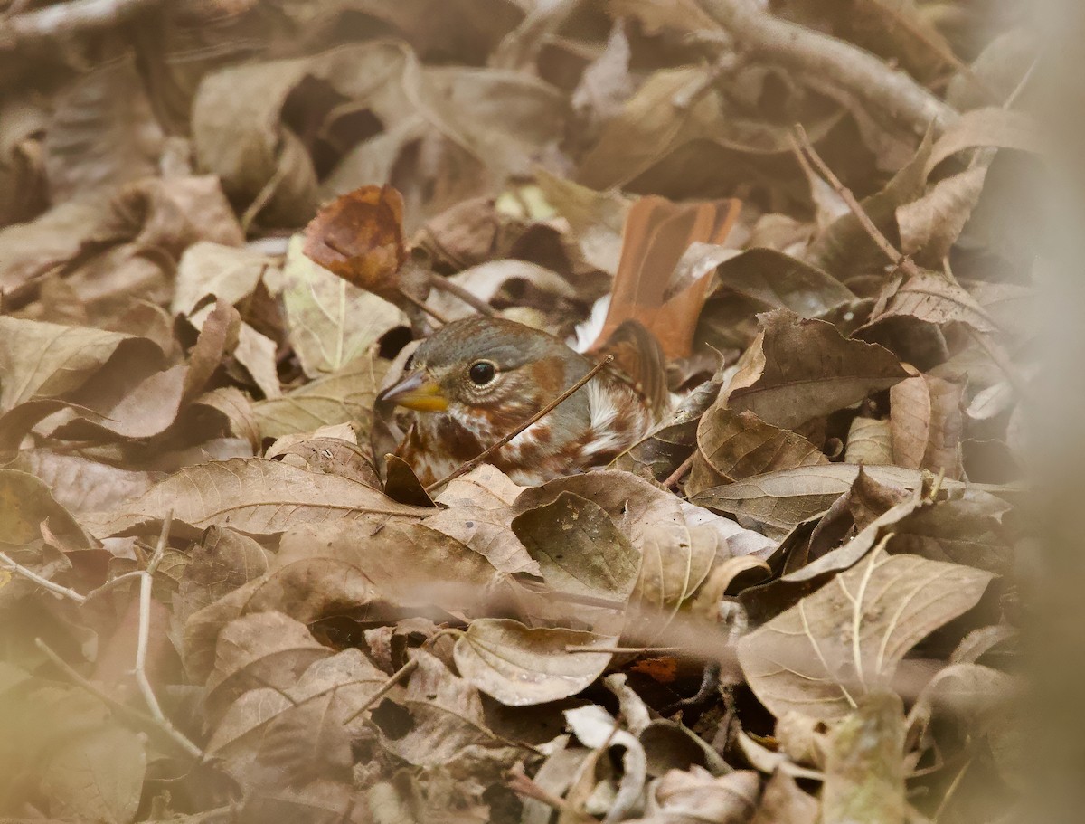 strnadec kaštanový (ssp. iliaca/zaboria) - ML646859843