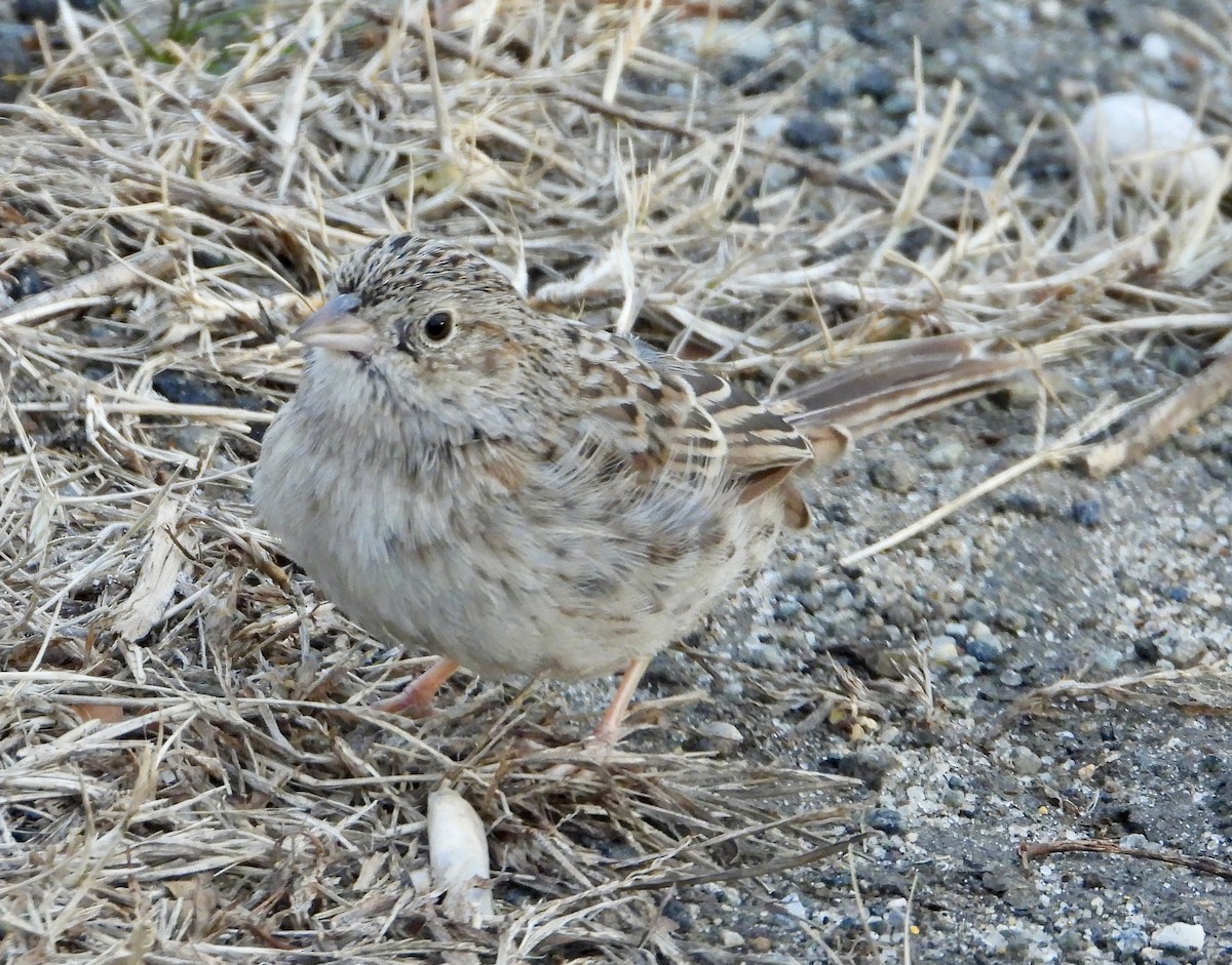 Cassin Serçesi - ML646859847