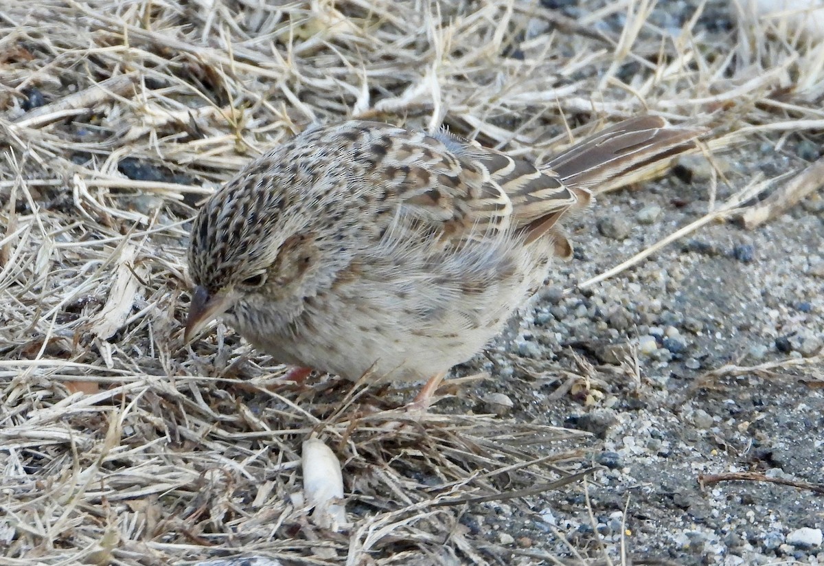 Cassin Serçesi - ML646859848