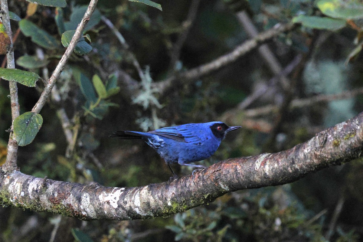 Masked Flowerpiercer - ML646859849