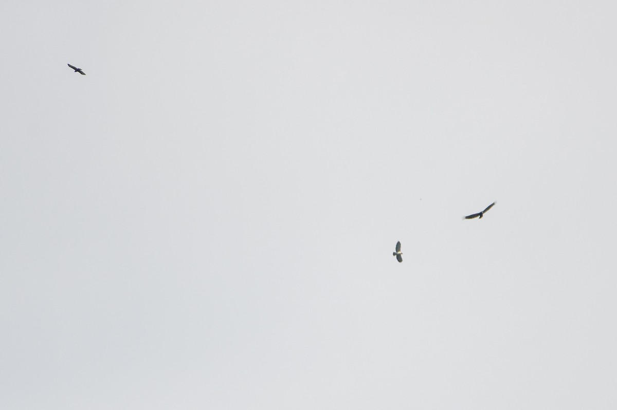 Короткохвостый канюк - ML646859850