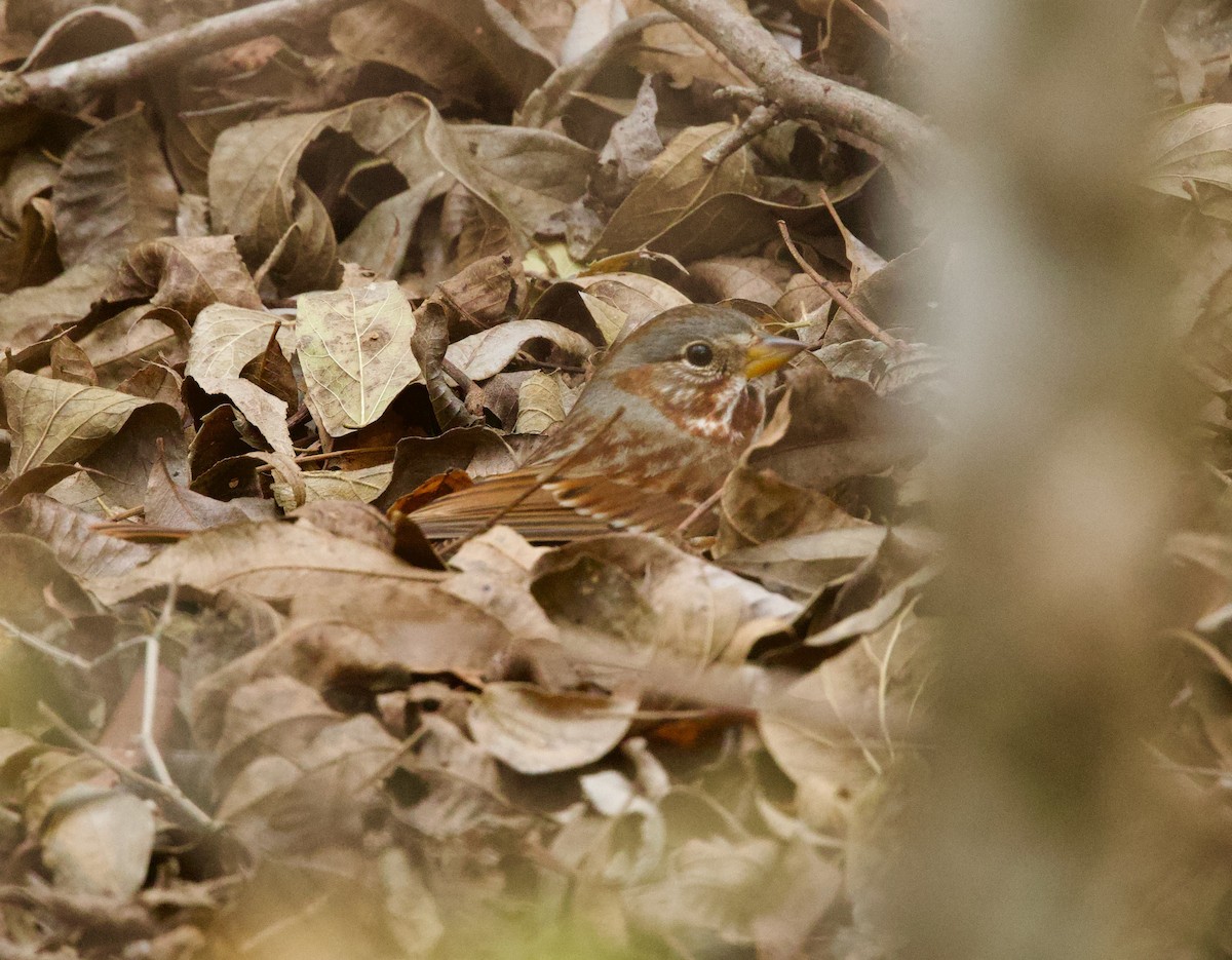 strnadec kaštanový (ssp. iliaca/zaboria) - ML646859852