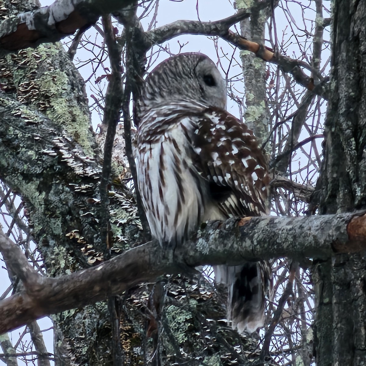 アメリカフクロウ - ML646859853