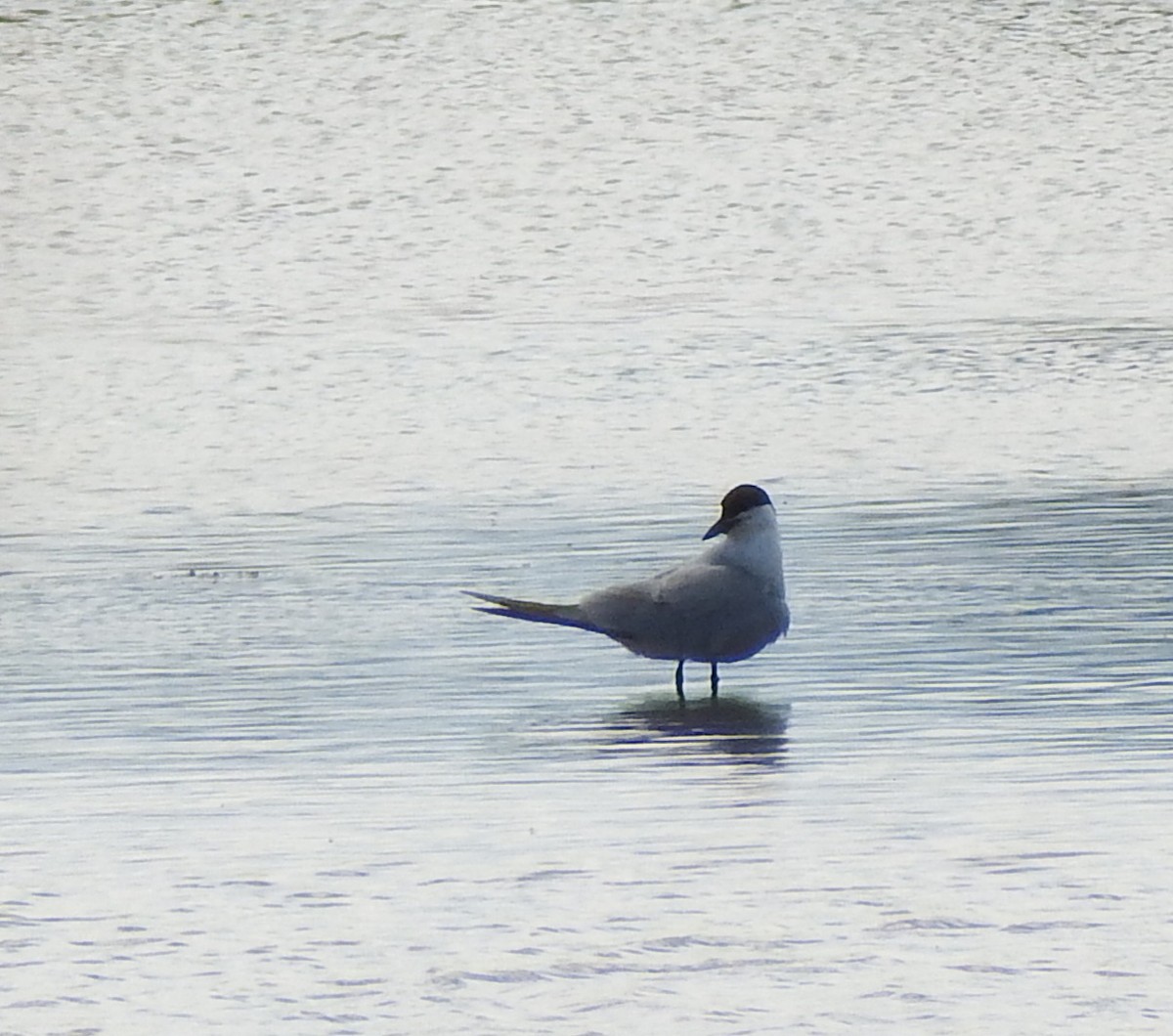 שחפית עבת-מקור - ML646859856