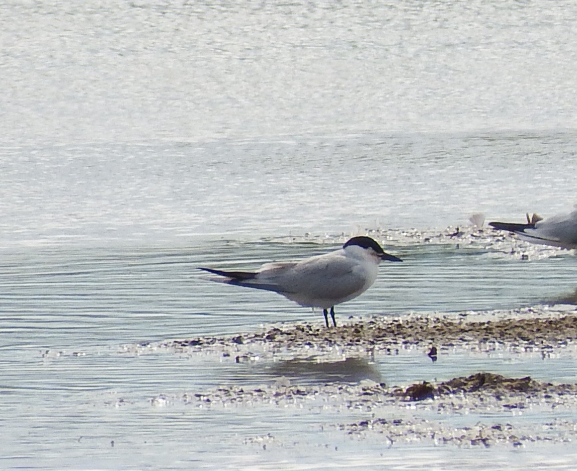 שחפית עבת-מקור - ML646859857