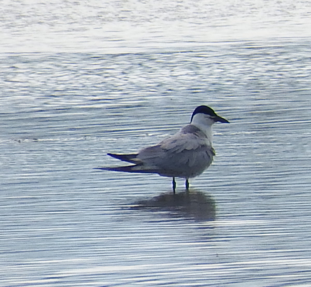 שחפית עבת-מקור - ML646859858