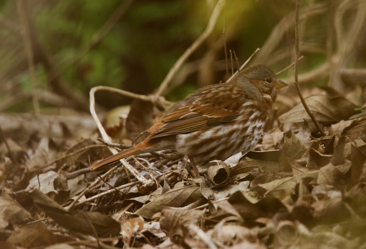 strnadec kaštanový (ssp. iliaca/zaboria) - ML646859860