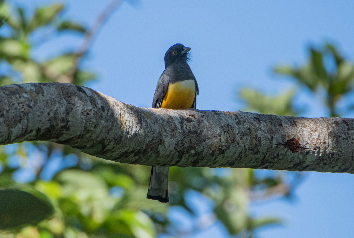 Желтоглазый трогон - ML646859862