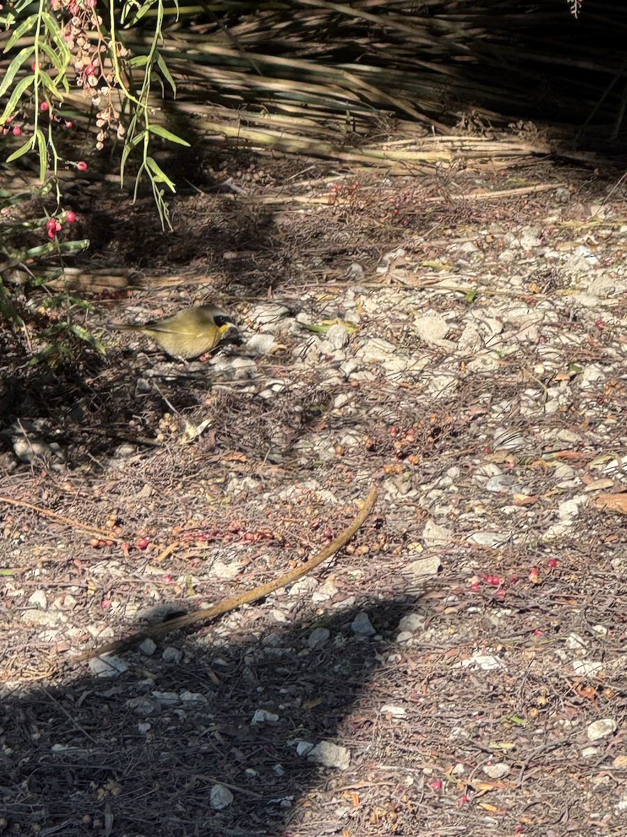 Common Yellowthroat - ML646859864