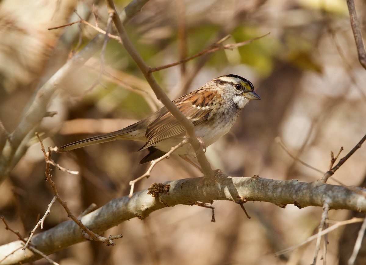 ノドジロシトド - ML646859865