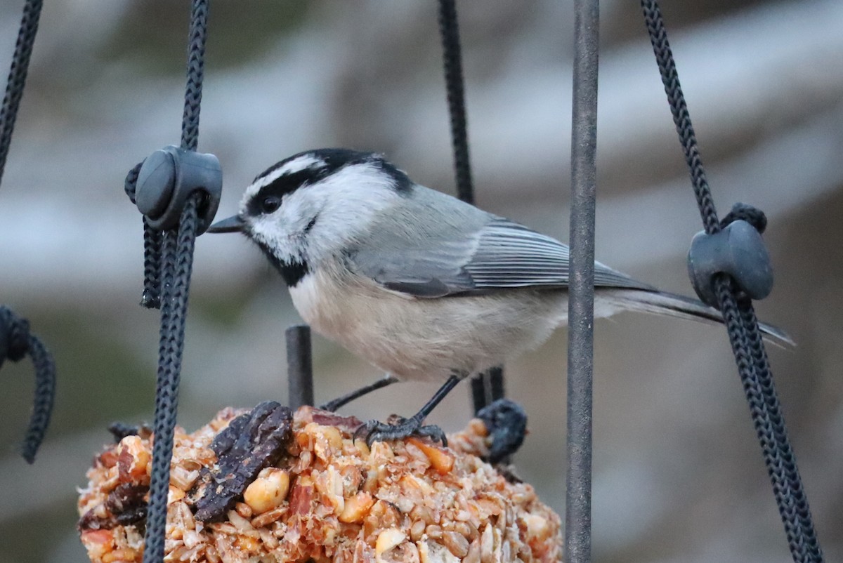 Mountain Chickadee - ML646859869