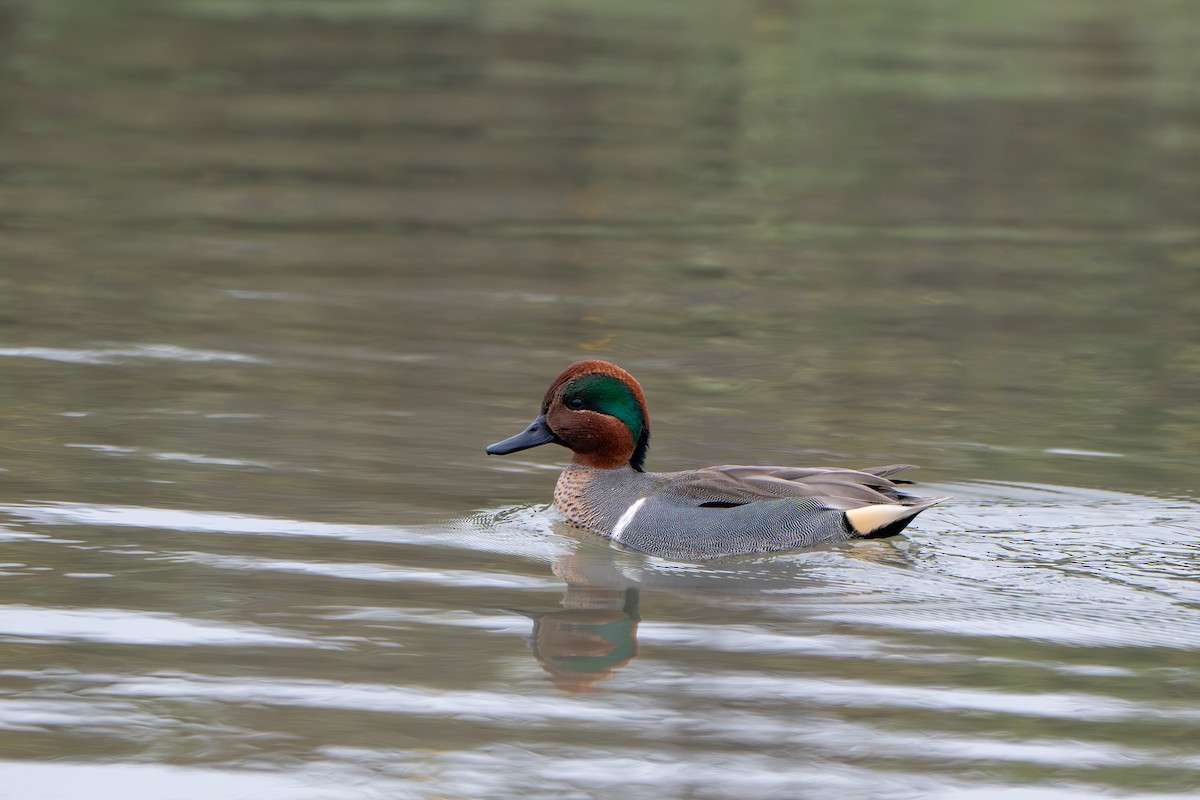 Green-winged Teal - ML646859870