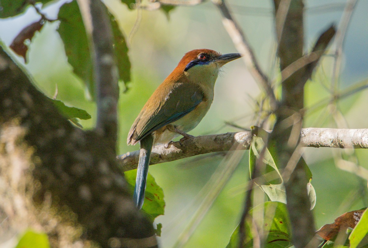 Бурошапочный момот - ML646859871