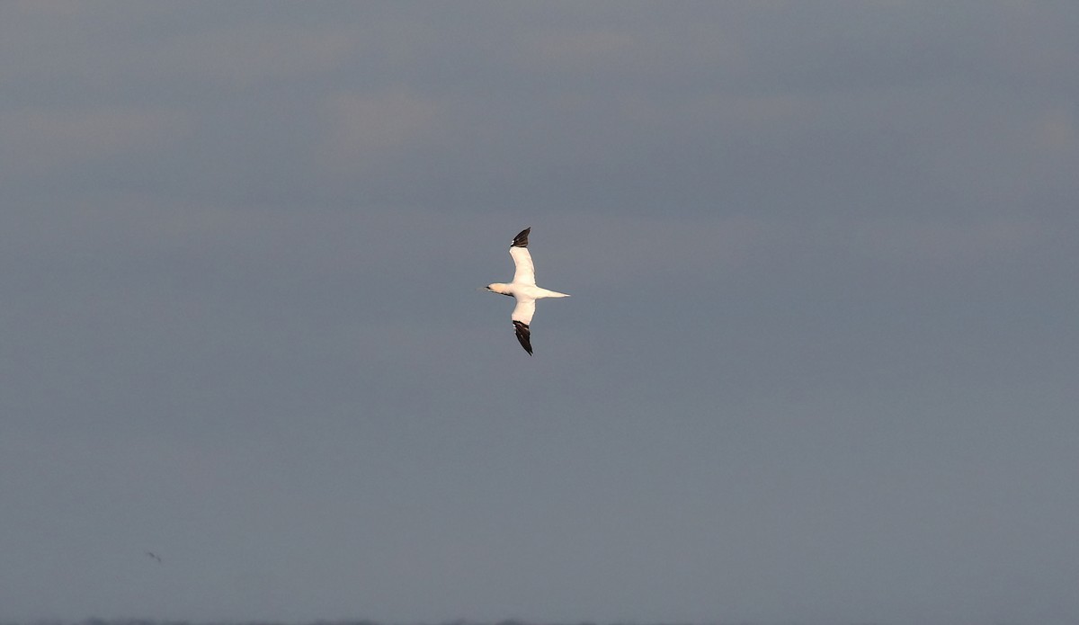 Basstölpel - ML646859873