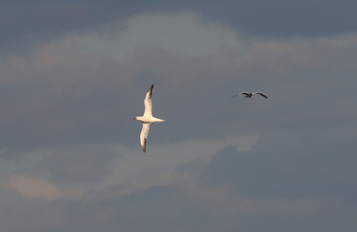 Basstölpel - ML646859874