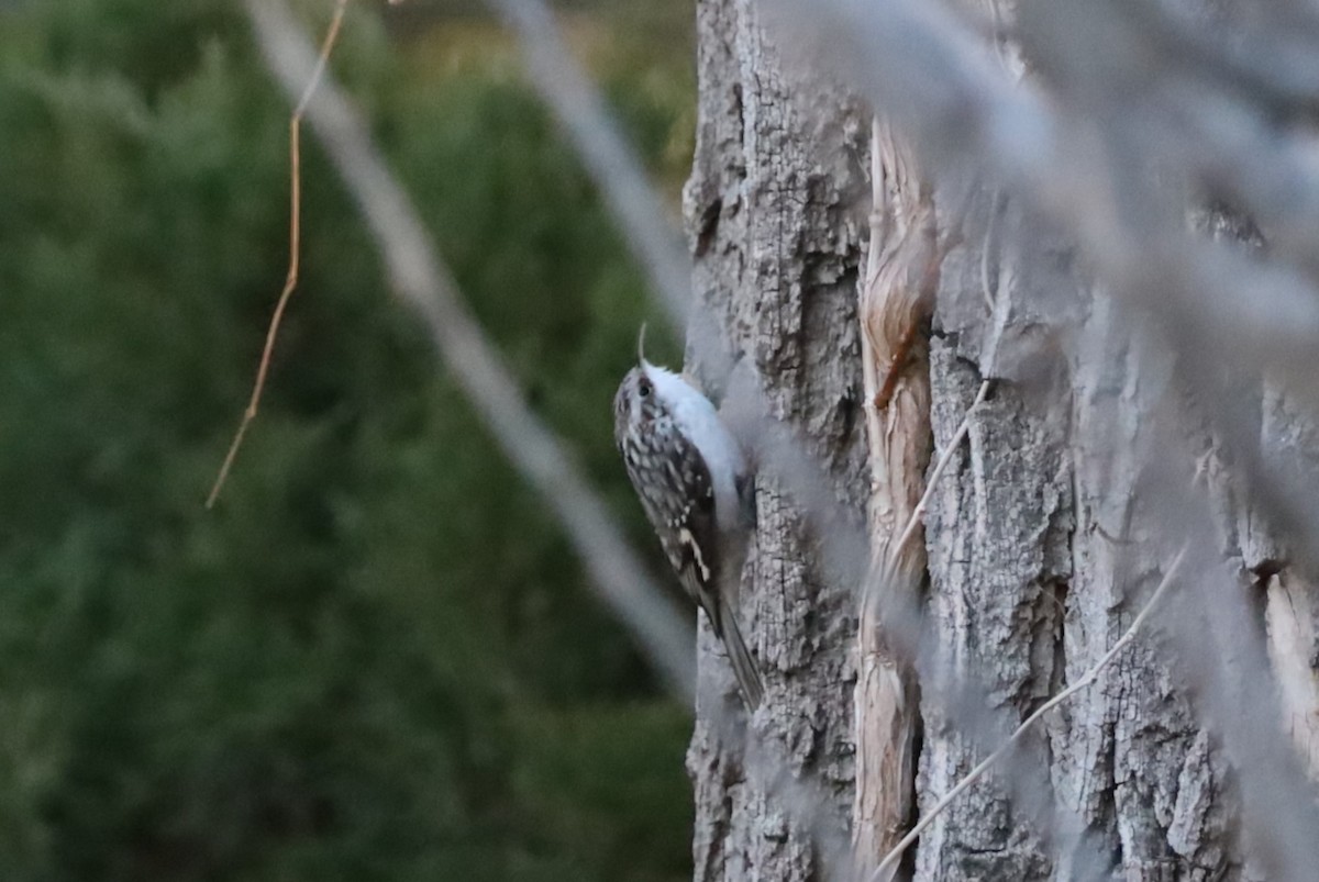 Brown Creeper - ML646859875