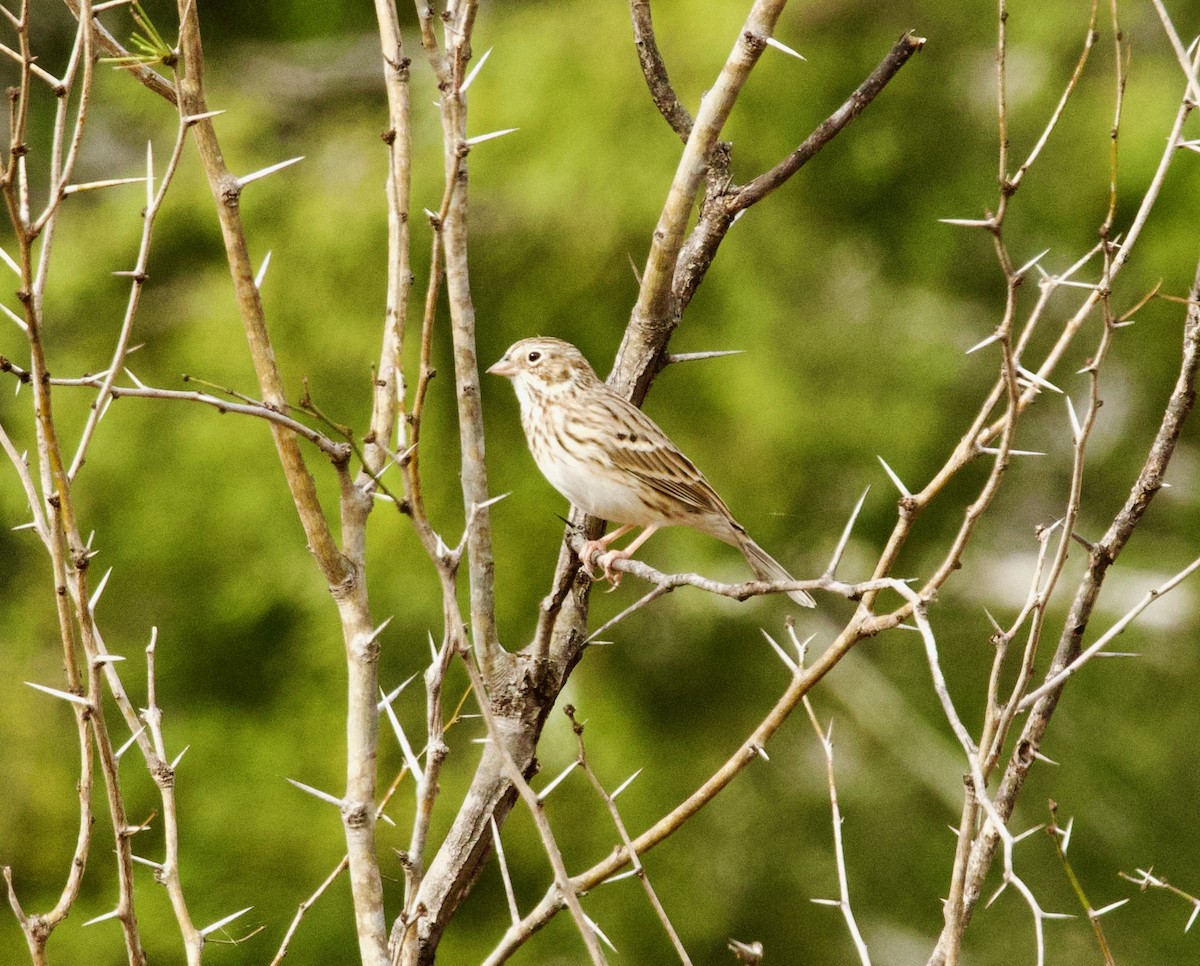 オジロヒメドリ - ML646859876