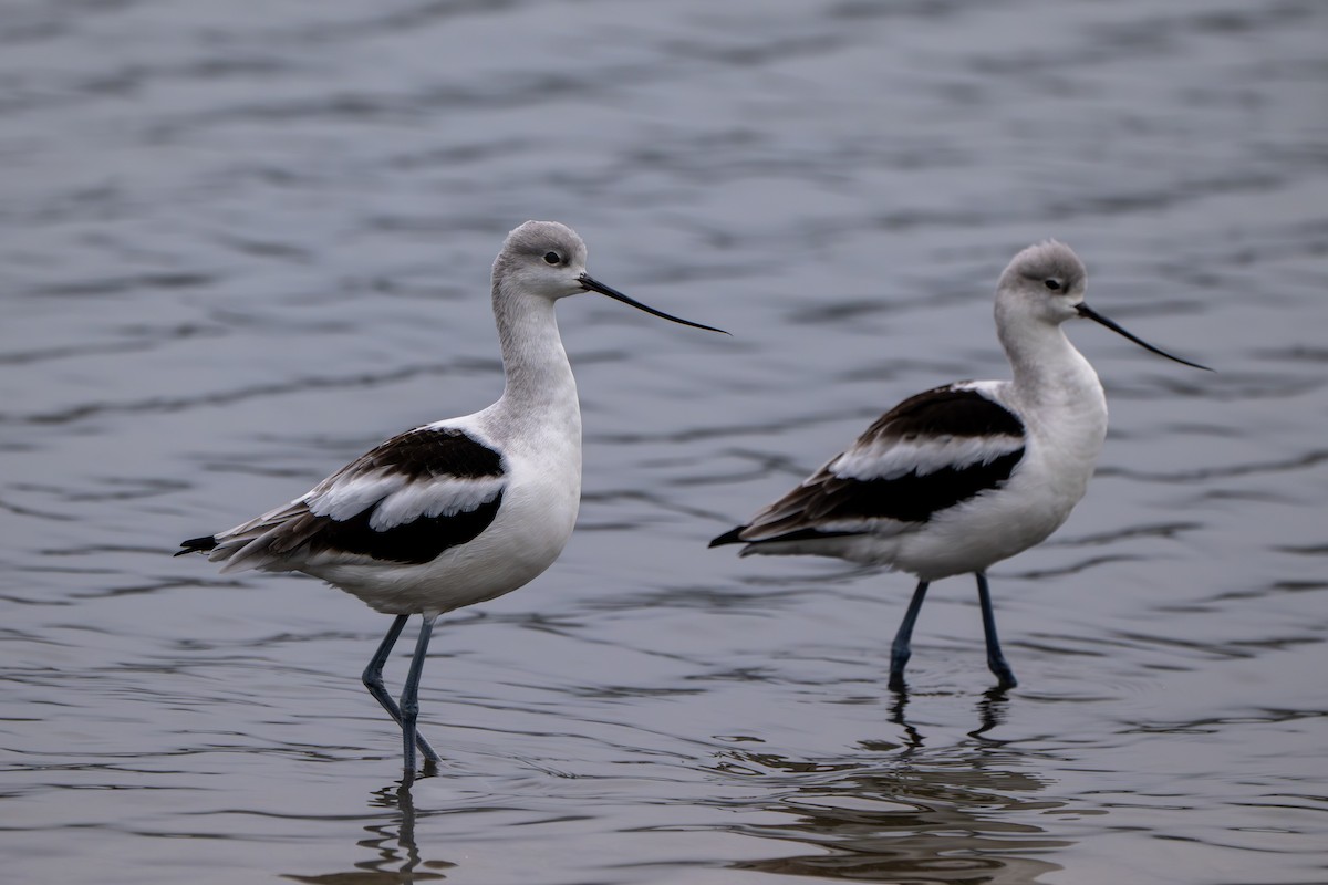 American Avocet - ML646859877