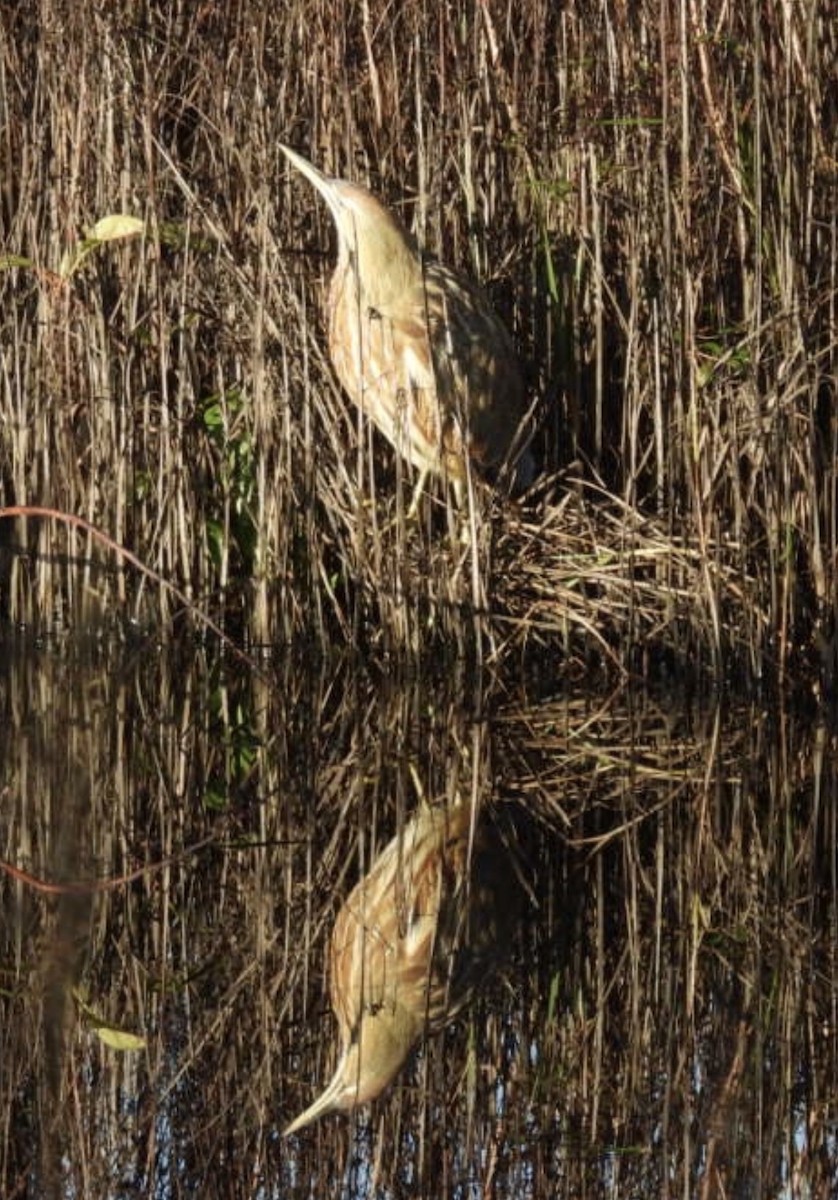 American Bittern - ML646859878