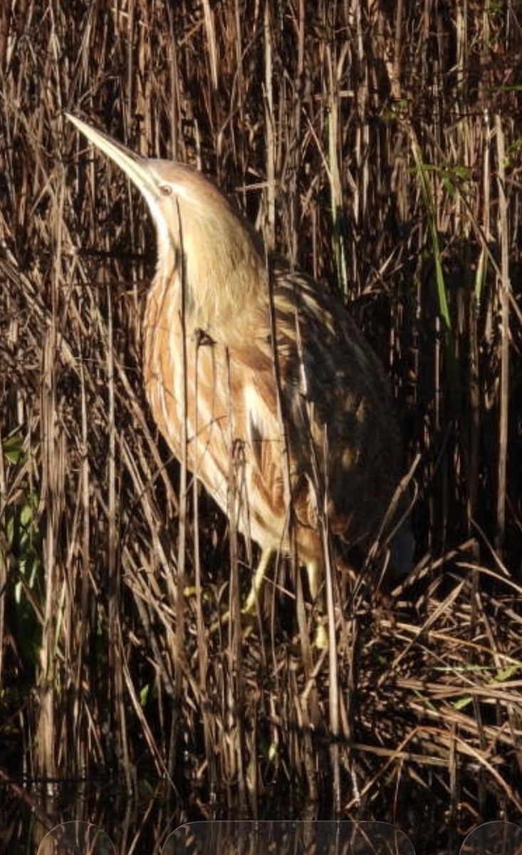 American Bittern - ML646859879