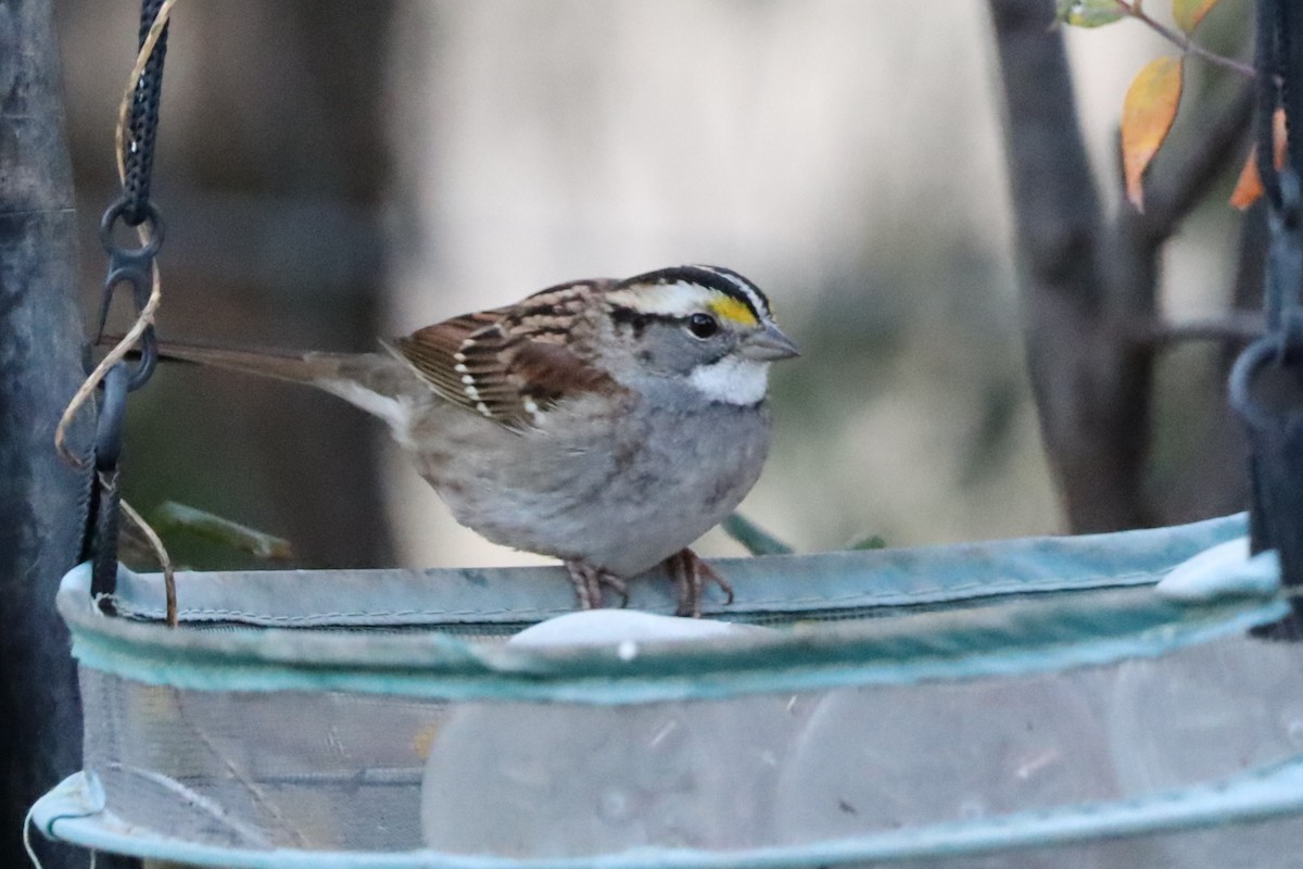 White-throated Sparrow - ML646859880