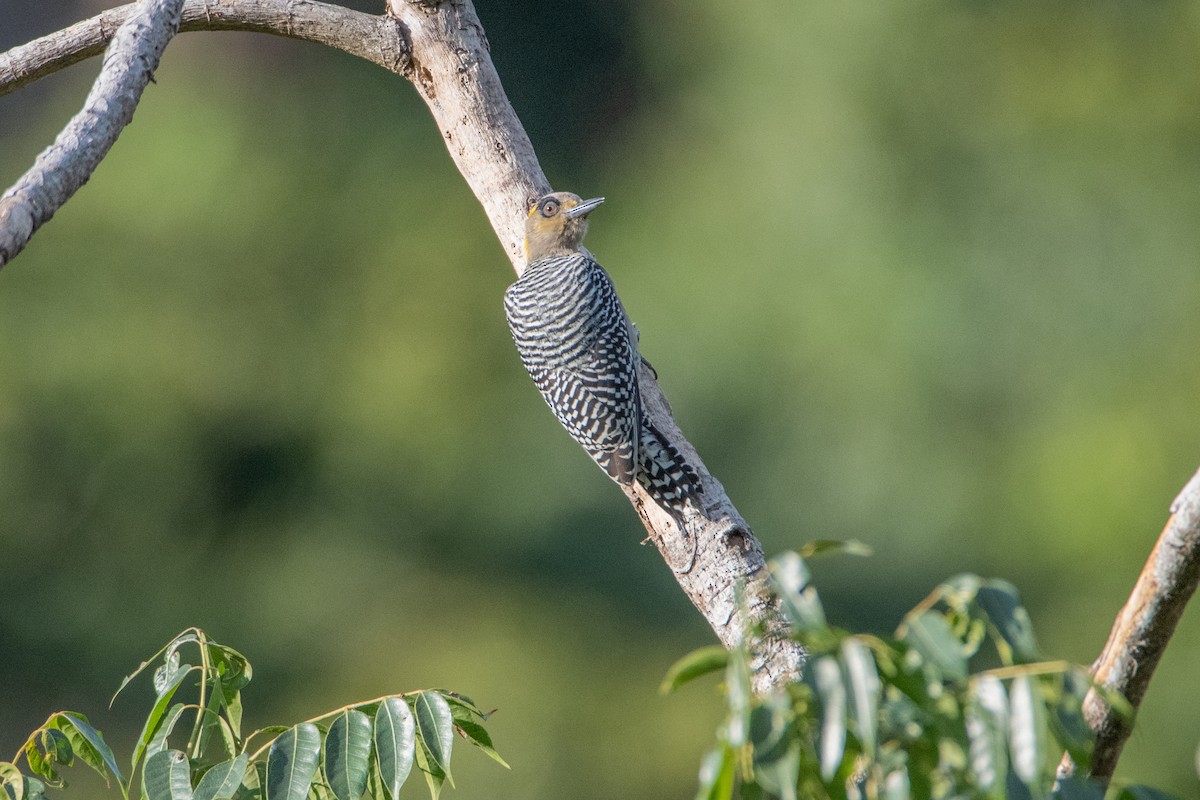 Златощёкий дятел - ML646859882