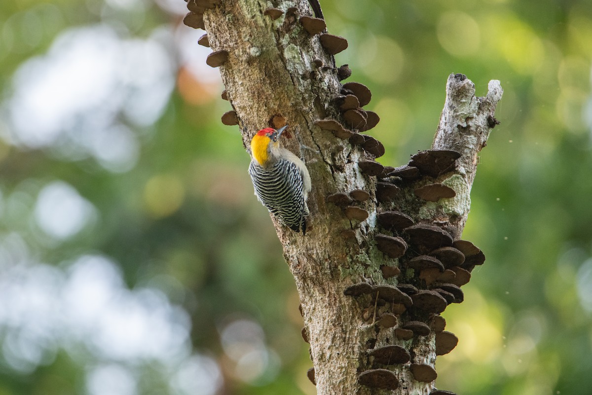 Златощёкий дятел - ML646859883