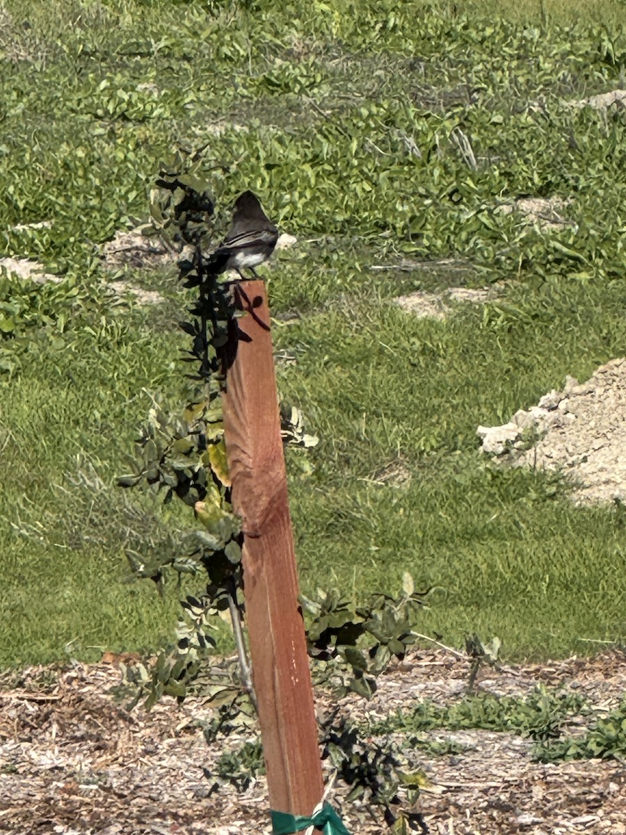 Black Phoebe - ML646859884