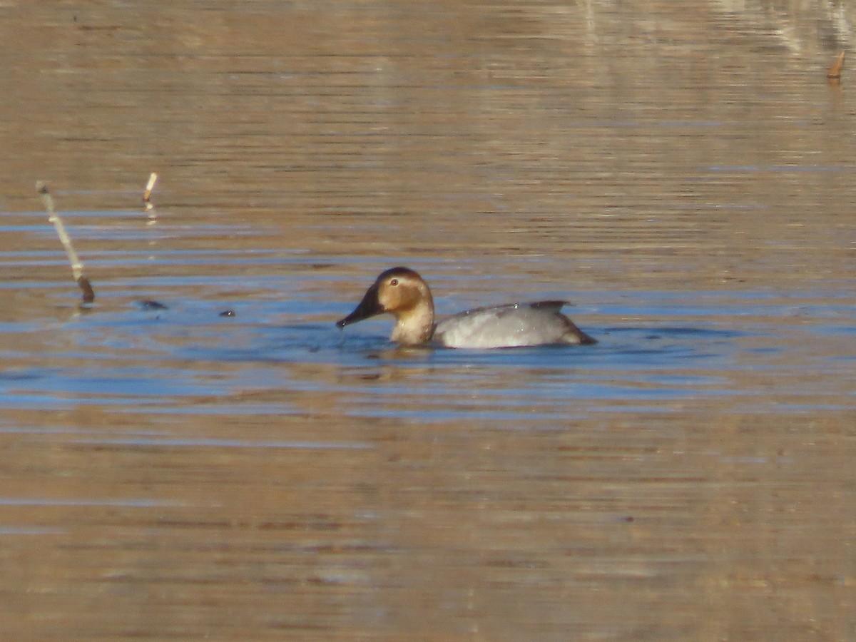 Canvasback - ML646859885
