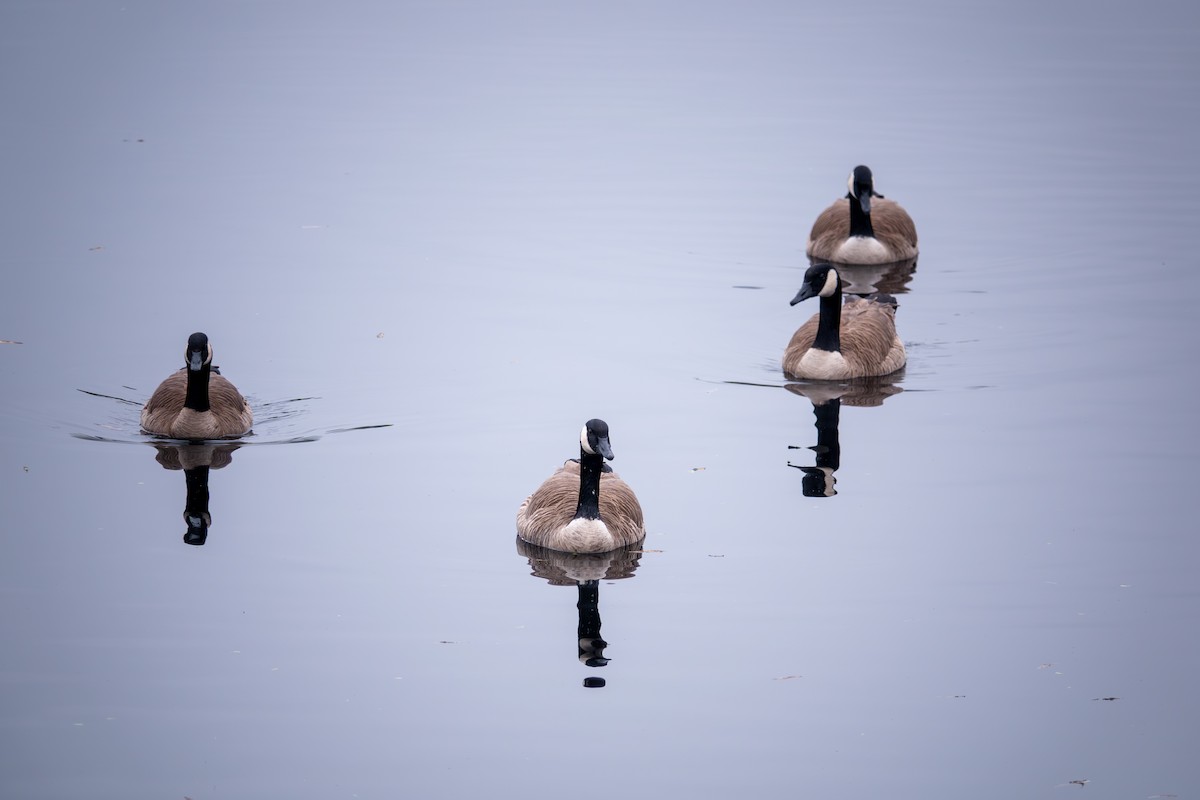 berneška velká - ML646859886