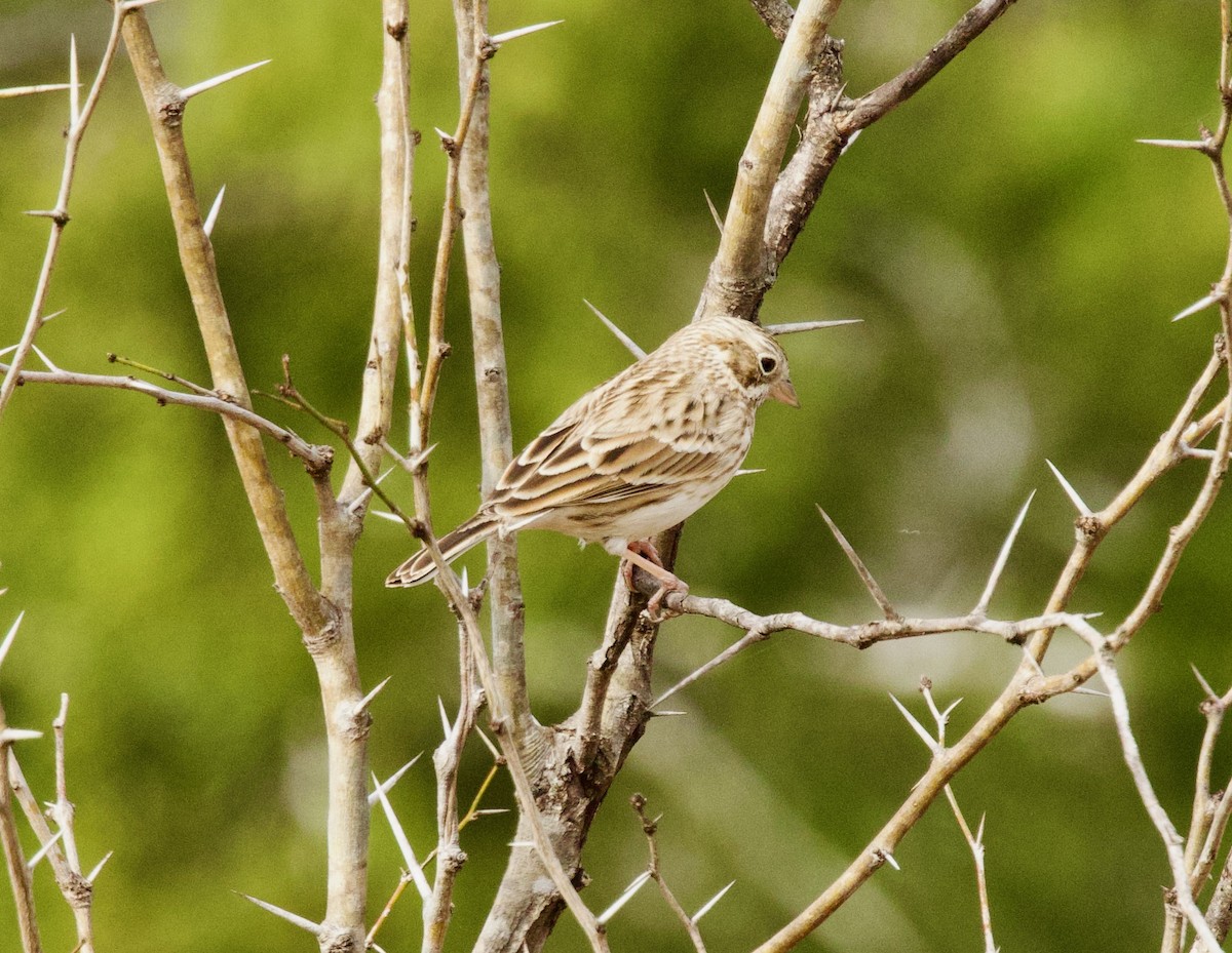 オジロヒメドリ - ML646859887