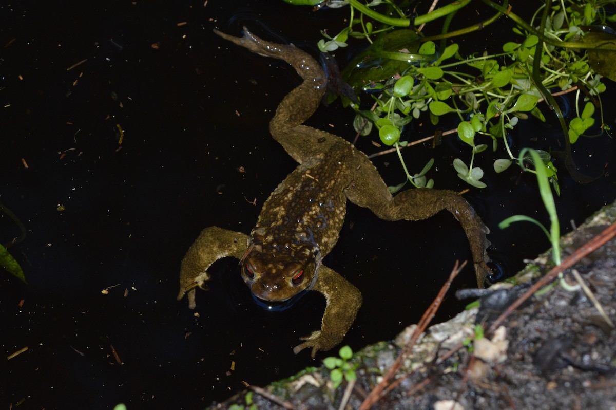 Rospo spinoso - ML646859888