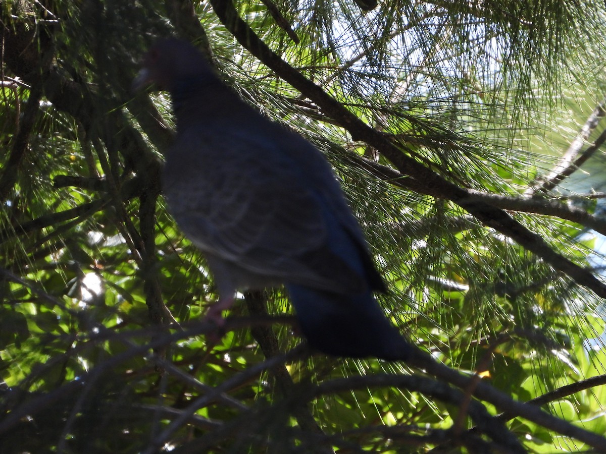 Picazuro Pigeon - ML646859889