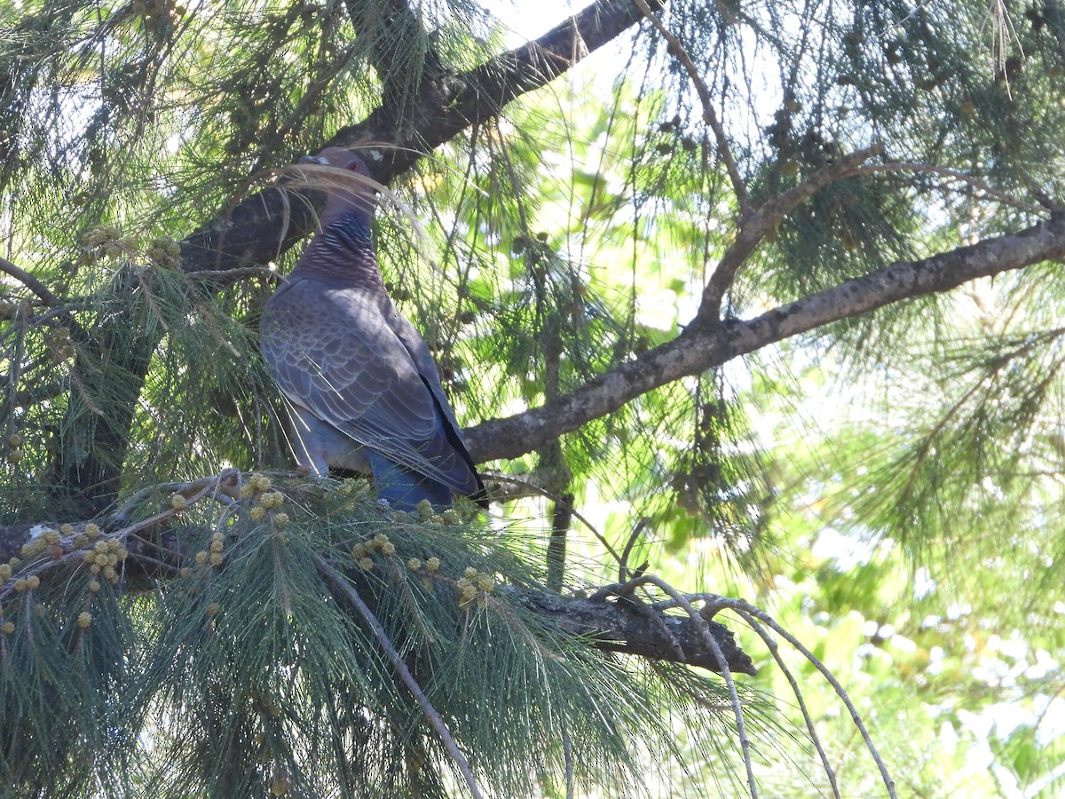 Picazuro Pigeon - ML646859890