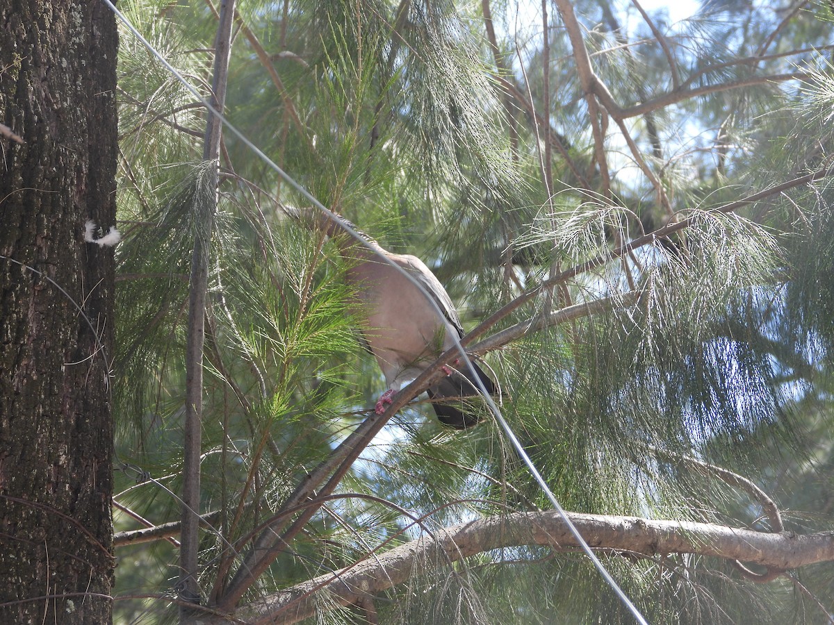 Picazuro Pigeon - ML646859891