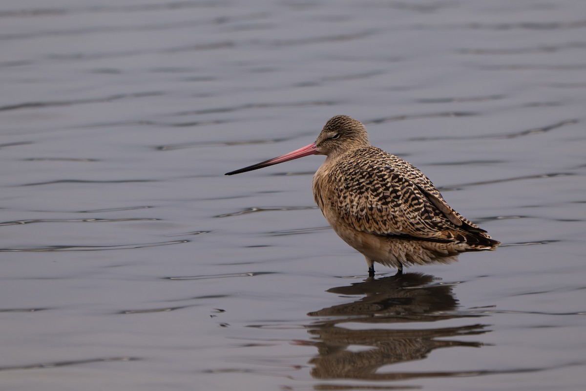 Marbled Godwit - ML646859892